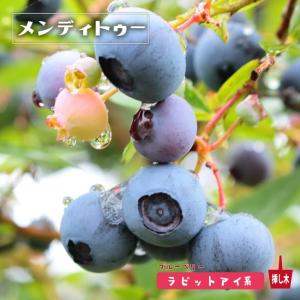 ブルーマル（マル） ラビットアイ系ブルーベリー苗木 2年生挿木苗 品種