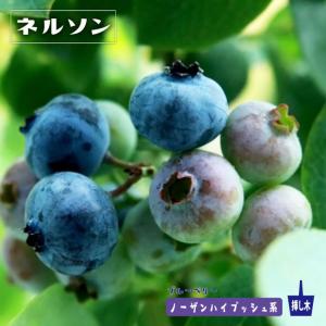 ブルーベリー 品種 ジャージーの商品一覧 通販 Yahoo ショッピング