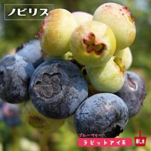 ブルーマル（マル） ラビットアイ系ブルーベリー苗木 2年生挿木苗 品種