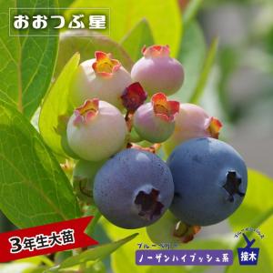 おおつぶ星 ノーザンハイブッシュ系 2年生挿木 苗 ブルーベリー苗木 爆