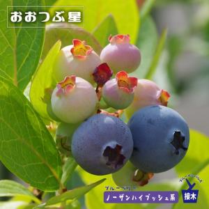 ブルーベリー大苗2本 ブルーベリー苗木 苗 ブルーベリーの木 鉢植え ブルーベリー2本セット