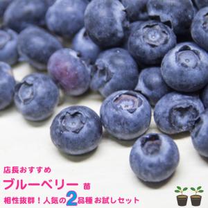 苗木部 花ひろばオンライン 苗と土と鉢の簡単セット ベランダでも簡単 ブルーベリー Yahoo ショッピング