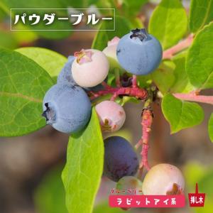 ブルーベリー苗パウダーブルー＆バルドウィン大苗2本セット パウダーブルー ラビットアイ系 2年生挿木苗 ブルーベリー苗木 爆買い