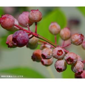 ピンクレモネード ハイブリッド ブルーベリー苗...の詳細画像5