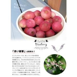 ピンクレモネード ハイブリッド ブルーベリー苗...の詳細画像1