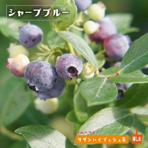 ブルーベリー 苗 【レガシー（ノーザンハイブッシュ系）】 2年生