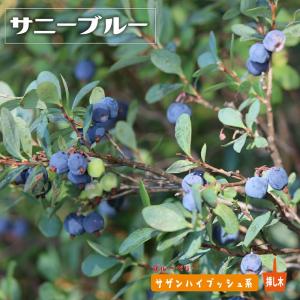 ブルーマル（マル） ラビットアイ系ブルーベリー苗木 2年生挿木苗 品種