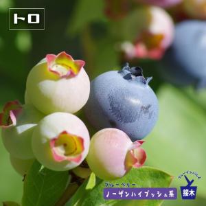 ブルーベリー 品種 ジャージーの商品一覧 通販 Yahoo ショッピング