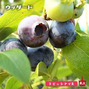 ブルーマル（マル） ラビットアイ系ブルーベリー苗木 2年生挿木苗 品種