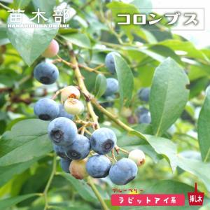 コロンブス ラビットアイ系 2年生挿木苗 ブルーベリー苗木