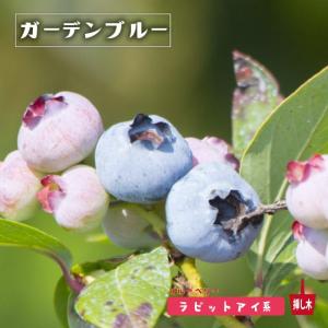 デライト ラビットアイ系 2年生挿木苗 ブルーベリー苗木 爆買いweek