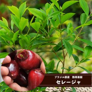 ホワイトサポテ セッパー ルーク 1年生 5号ポット苗 : 苗木部 花ひろば
