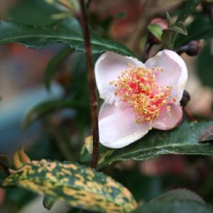 お茶の木 紅花 斑入り (ベニバナチャノキ) 3.5号ポット苗