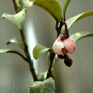 お茶の木 紅花 斑入り (ベニバナチャノキ) ...の詳細画像1