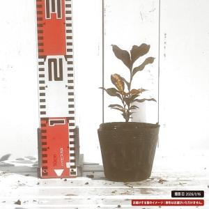 お茶の木 紅花 斑入り (ベニバナチャノキ) ...の詳細画像2