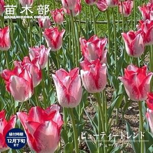 チューリップ 球根 ず〜と咲くミックス・30日間連続開花 （20球入り