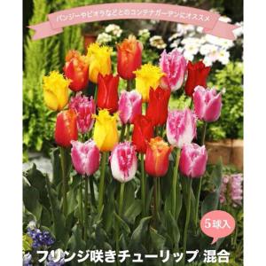 チューリップ フリンジ咲き混合 球根 （5球入り） （植え付け時期12月下旬まで） 予約販売10月下旬頃入荷予定