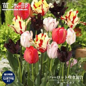 チューリップ パーロット咲き混合 球根 （5球入り） （植え付け時期12月下旬まで） 予約販売10月下旬頃入荷予定