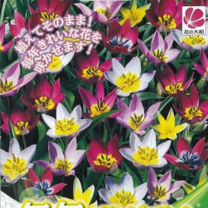 植えっぱなしで毎年咲く花の商品一覧 通販 Yahoo ショッピング