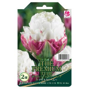 チューリップ 球根 ず〜と咲くミックス・30日間連続開花 （20球入り