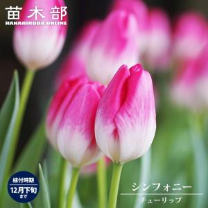シンフォニー チューリップ 球根 (3球入り) ...の商品画像