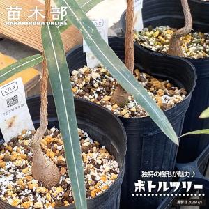 ボトルツリー 【観葉植物 4号／1個売り】 : shopooo by GMO - 通販