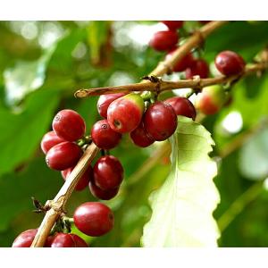 コーヒーの木 5号ポット苗の詳細画像1