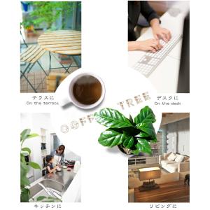 コーヒーの木 5号ポット苗の詳細画像4