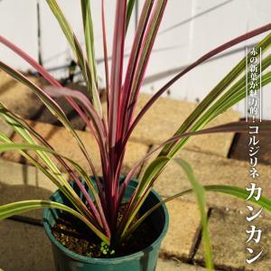 コルジリネ（ドラセナ） チョコレートミント 3.5号ポット苗 爆買いweek