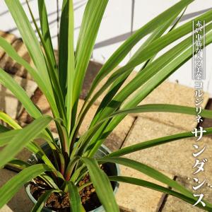 ブライトスター ユッカ・グロリオサ ユッカ 根巻き大苗 耐寒性南欧風