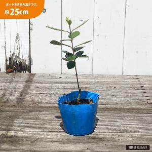 フェイジョア 苗 アポロ 3.5号ポット苗 挿...の詳細画像2