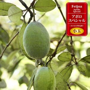 フェイジョア 株立ち 約1.5m 規格販売 植木 苗木 大苗 お買い得な