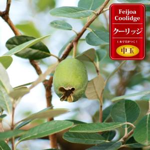 フェイジョア 苗 クーリッジ 1年生 接木苗の商品画像