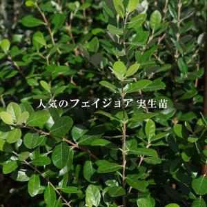 フェイジョア リサ（R）アントワネット 4号ポット 挿し木苗 苗木