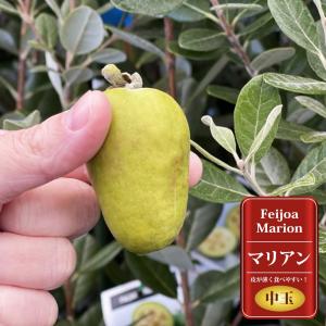 フェイジョア リサ（R）アントワネット 4号ポット 挿し木苗 苗木