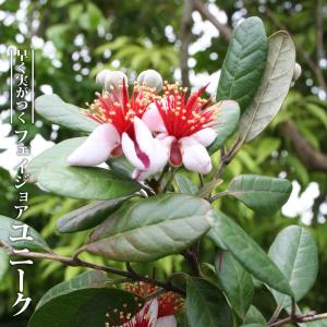 フェイジョア ユニーク （一才性、自家結実性有り） 3寸ポット苗