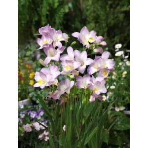 フリージア 一重 薄紫 球根 （8球入り） （植え付け時期12月下旬まで） 予約販売10月下旬頃入荷予定