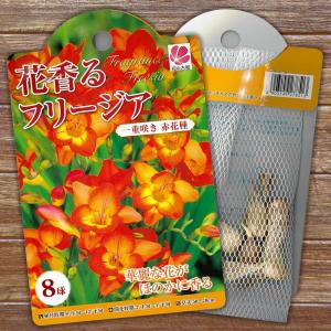 フリージア 一重 赤花 球根 (8球入り) (植...の商品画像
