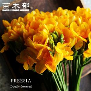 亀甲竜 4号角鉢植え 爆買いweek : 苗木部 花ひろばオンライン - 通販