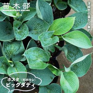 ソースウィート ギボウシ ホスタ 3号ポット苗 : 苗木部 花ひろば