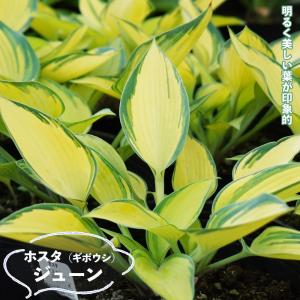 レインフォレストサンライズ ギボウシ ホスタ 6号ポット大苗 : 苗木部