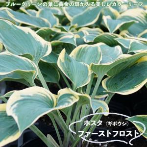 ギボウシ ホスタ サガエ 寒河江 数量限定 大人気品種 大株 8号 人気