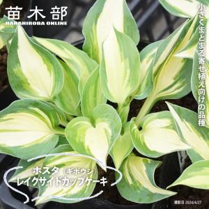 レインフォレストサンライズ ギボウシ ホスタ 6号ポット大苗 : 苗木部