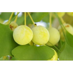 マカダミアナッツ バーモント種 取り木苗 7号スリット鉢植え : 苗木部