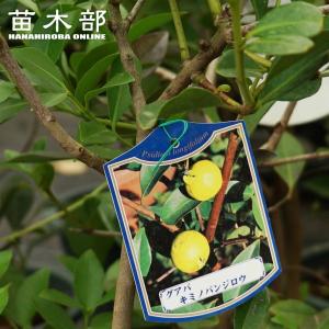 5寸鉢植え セレージャ ：熱帯果樹苗 : 日本花卉ガーデンセンターYahoo
