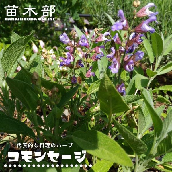 コモンセージ ハーブ苗 3号ポット苗