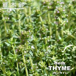 ハーブ 苗 コモンタイム （立性） 3号ポット苗