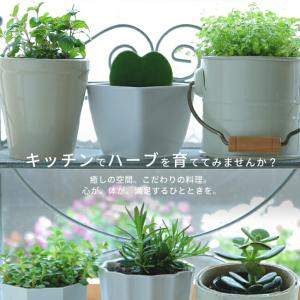 ハーブ 苗 コモンタイム (立性) 3号ポット苗の詳細画像4