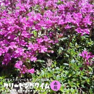 ハーブの苗 ロンギカウリスタイム : 植物・園芸専門店 花育通販Yahoo