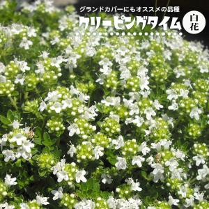 ハーブ 苗 白花クリーピングタイム ホワイト(這...の商品画像